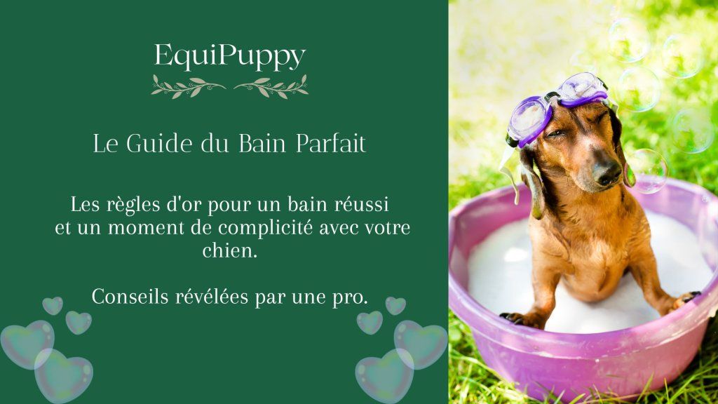 Le Guide Ultime du Bain Parfait : Comment Laver son Chien Naturellement et sans Stress !
