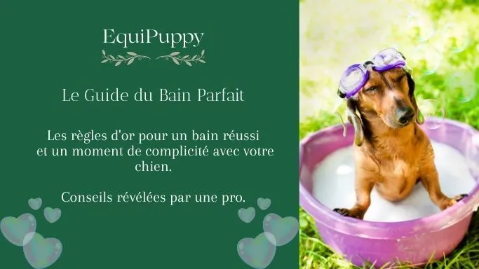 Le Guide Ultime du Bain Parfait : Comment Laver son Chien Naturellement et sans Stress !
