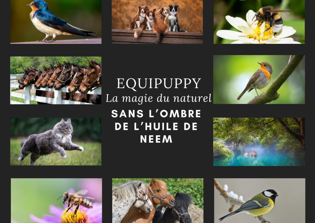 L'huile de Neem pour vos animaux...Pas chez EquiPuppy