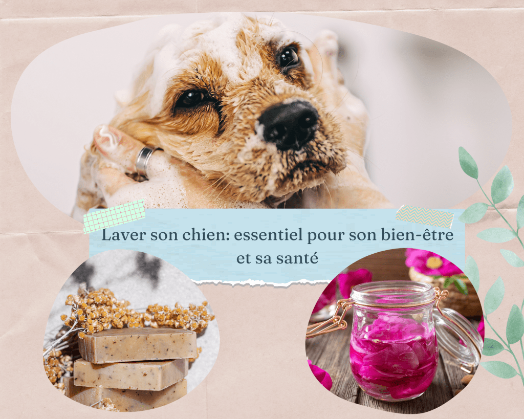 Lavage Canin : Les Idées Fausses que Vous Devez Oublier !