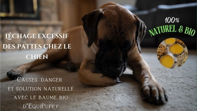 Pourquoi votre chien se lèche les pattes: Causes et solution naturelle Bio