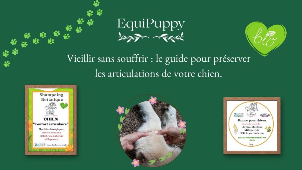 Soulager l'arthrose du chien naturellement: gestes préventifs, soins cosmétiques à l'arnica-EquiPupp
