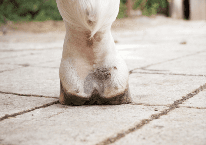 shampoing huile de cade cheval démangeaisons