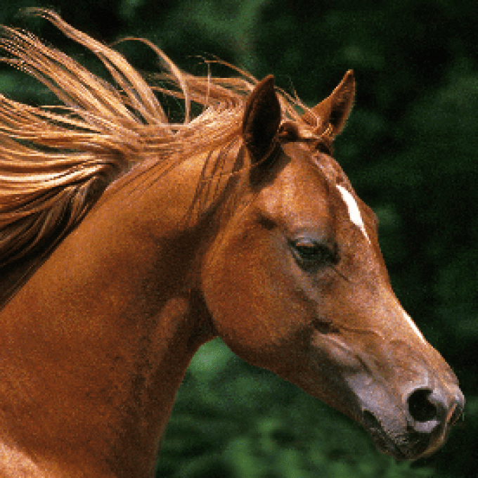 Shampoing biologique crins alezan cheval-EquiPuppy