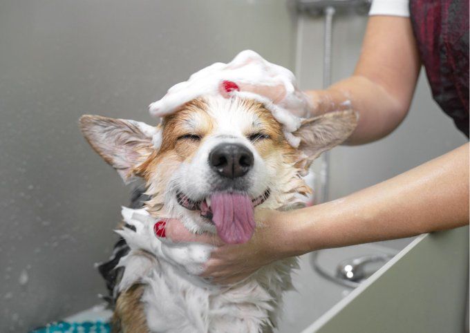 Shampoing Bio Anti-Chute pour Chien à Poils Courts