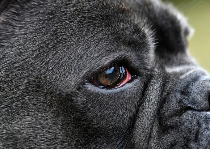 Lotion nettoyante biologique  Chien yeux irrités