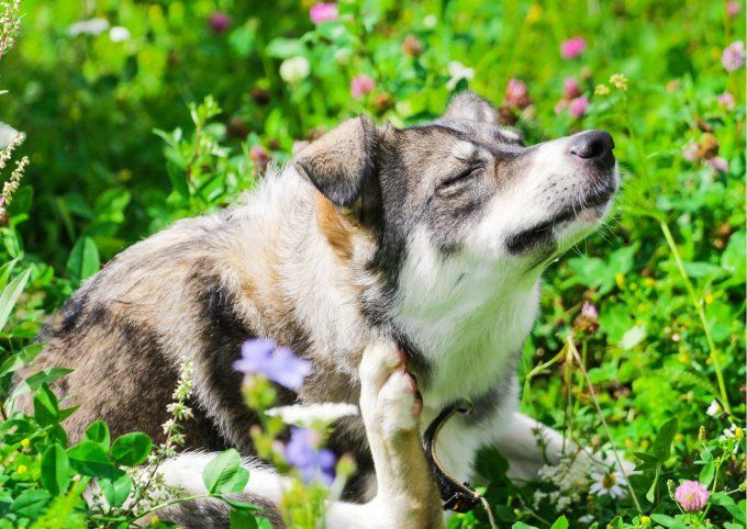 Shampoing pour chien naturel et bio -        Anti démangeaisons
