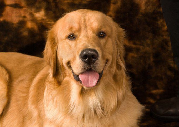Shampoing naturel et bio  pour Chien crème