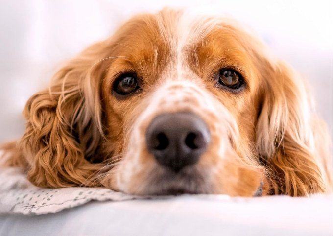 Shampoing naturel et bio pour    Chien fauve