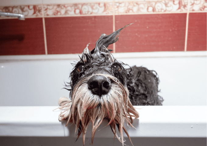 shampoing biologique chien poils gras