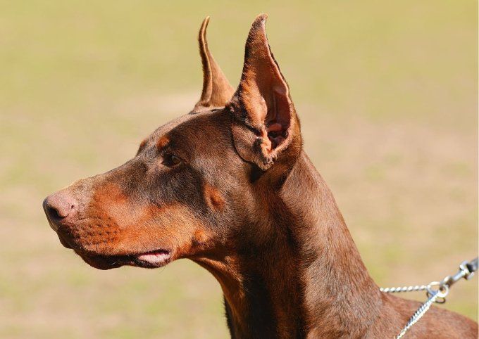 Shampoing naturel et bio pour    Chien marron