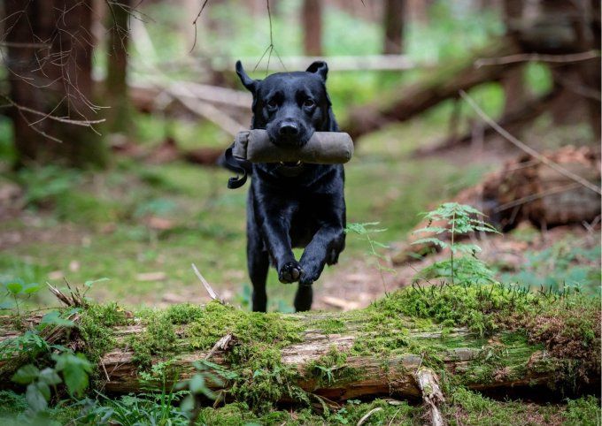 Shampoing naturel et bio pour Chien noir