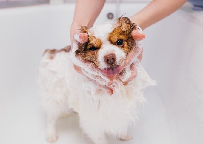 Shampoing naturel et bio pour chien - Chien poils secs 