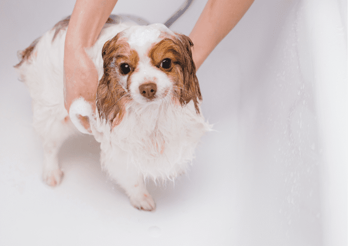 shampoing bio chien poils sec
