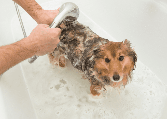 shampoing biologique chien poils longs
