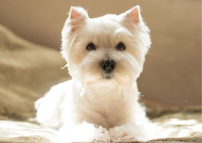 Shampoing naturel et bio pour Chien blanc