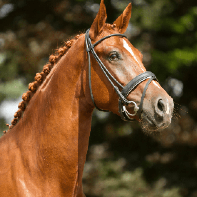 Shampoing EquiPuppy spécial cheval alezan