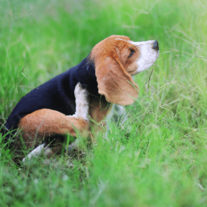 Shampoing biologique anti démangeaison EquiPuppy