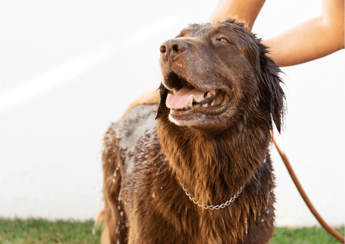 Shampoing solide Bio- Chien Marron -Sans SCI