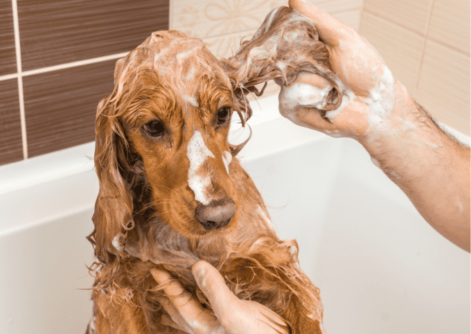 Shampoing solide Bio- Chien Fauve - Sans SCI