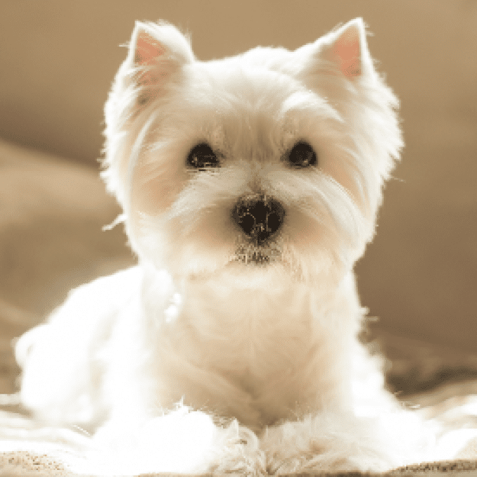 Shampoing chien blanc -EquiPuppy