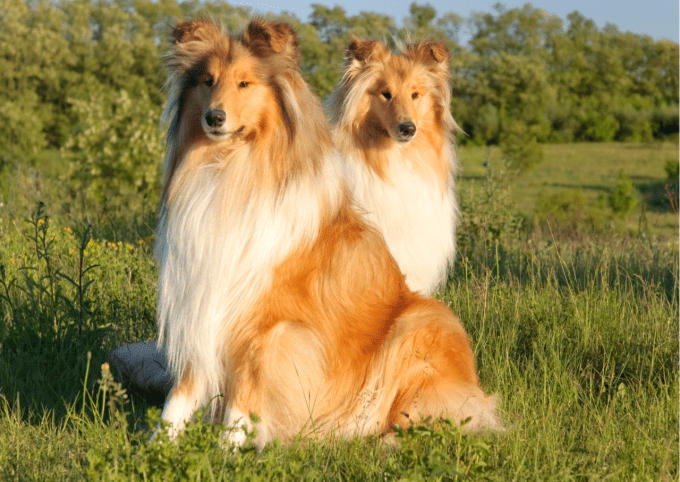 Shampoing solide Bio- Chien Crème- Sans SCI