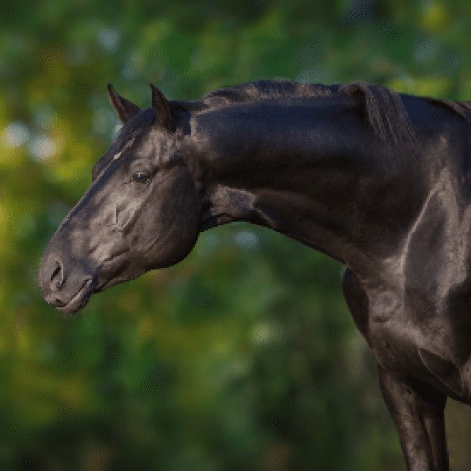 Shampoing biologique spécial cheval noir-EquiPuppy