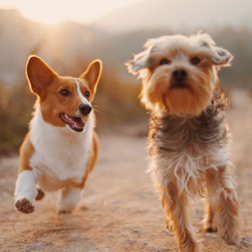 EquiPuppy  pour Chiens 