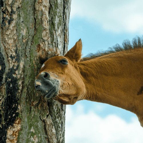 Baumes bio pour chevaux