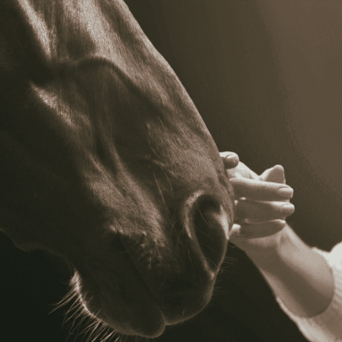  EquiPuppy  pour chevaux