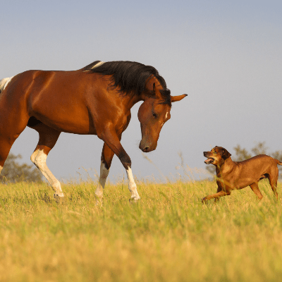 EquiPuppy